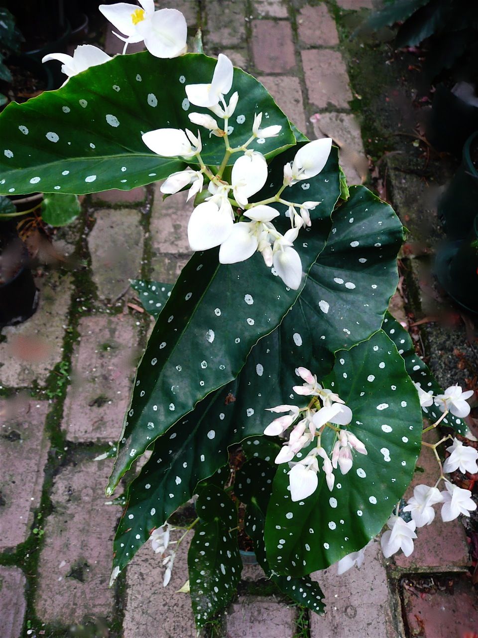 B. ‘White Wish’